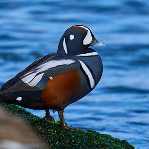 Harlequin Duck - Barnegat Lighthouse - 12302023 - 05- DN.jpg