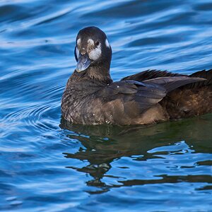 Harlequin Duck - Barnegat Lighthouse - 12302023 - 07- DN.jpg