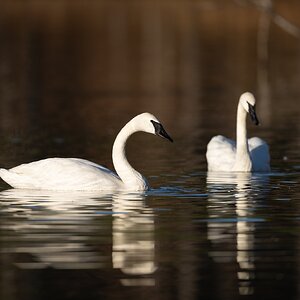 Swan Pair.jpg