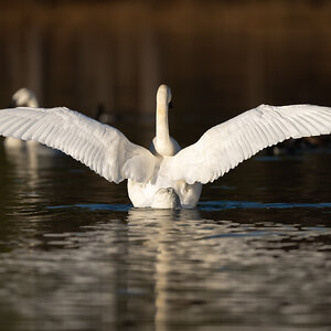 Swan Wings.jpg