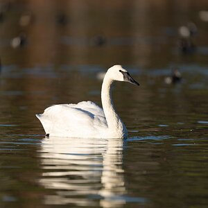 Swan with Ducks.jpg