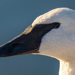 Swan in a Swan.jpg