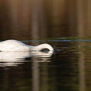 Swan Dip.jpg