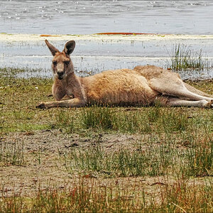 Chillin roo r.jpg