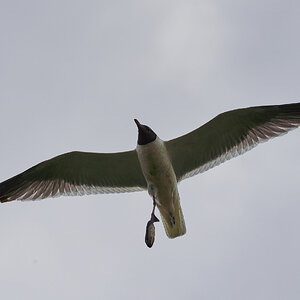 Laughing Gull - Forsythe NWR - 06272020 - 01.jpg