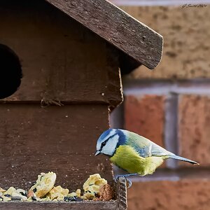 bluetit 2024 2.jpg