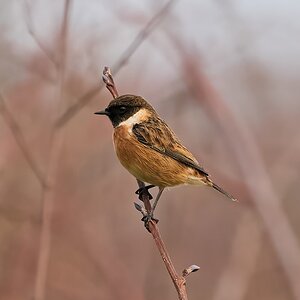 stonechat 2024 1.jpg