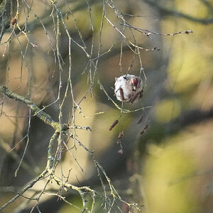 Lesser-Redpoll-DSC05111-2048px.jpg