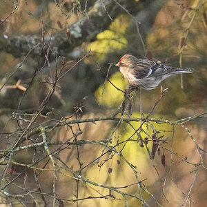 Lesser-Redpoll-DSC05154-2048px.jpg