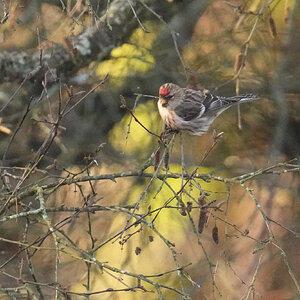 Lesser-Redpoll-DSC05156-2048px.jpg