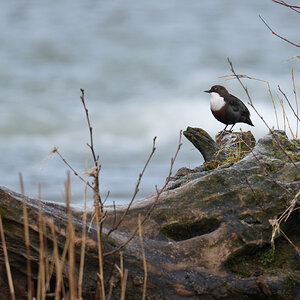 Dipper-DSC05039-2048px.jpg