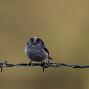 Long-tailed-tit-DSC05333-2048px.jpg