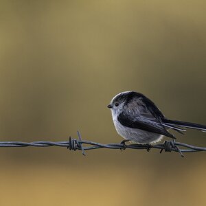 Long-tailed-tit-DSC05322-2048px.jpg