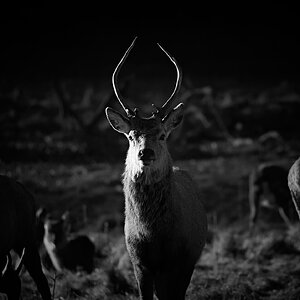 DSC07961Fountains Abbey and Deer Park 14.jpg