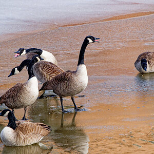 Geese on Thin Ice.jpeg