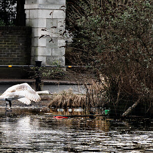 swan in flight-1.jpg