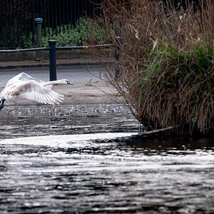 swan in flight-2.jpg