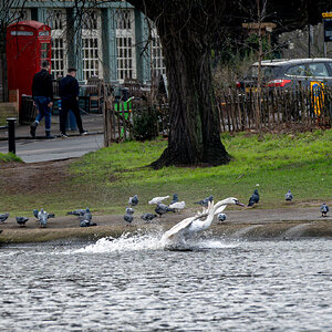 swan in flight-7.jpg