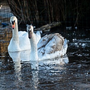 two swans-1.jpg
