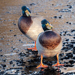 ducks with attitude-2.jpg