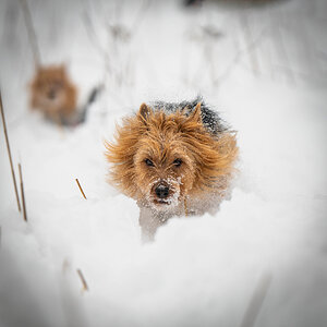 Käbi in snow