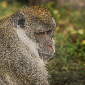 Tassie Zoo 19-02-2023 (323).JPG