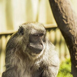 Tassie Zoo 19-02-2023 (330).JPG