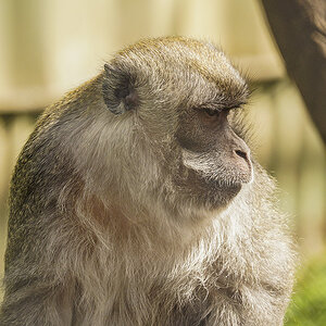 Tassie Zoo 19-02-2023 (333).JPG