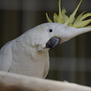 Tassie Zoo 19-02-2023 (613).JPG