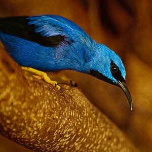 Honey Treecreeper.jpg