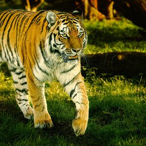 Amur Tiger (3).jpg