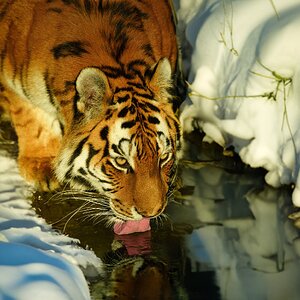 Amur Tiger (2).jpg