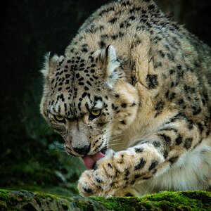 Snow Leopard.jpg