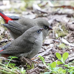 Juvenile firetails 8 r.jpg