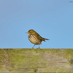 meadow pipit 2024 1.jpg