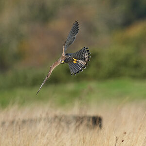 DSC01199-Kestrel-3000px.jpg