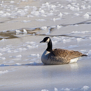 Sitting on the Ice and Snow.jpeg