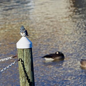 Hanging Out at the Pier.jpeg