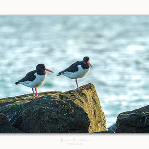 Oyster Catchers - Balancing act