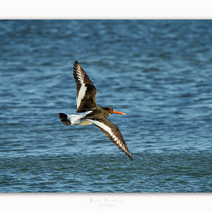 Oyster Catchers - Wings Spread