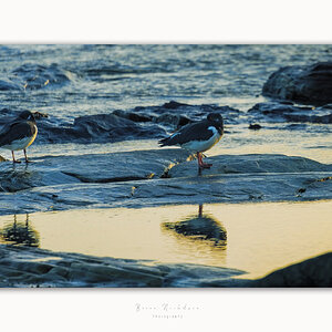Oyster Catchers - Reflections