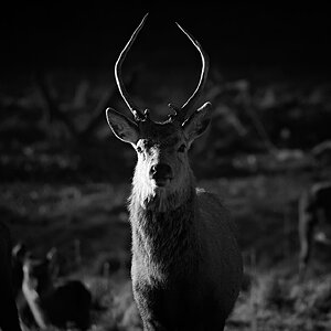 DSC07961Fountains Abbey and Deer Park.jpg