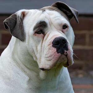 Nellie-#1.JPG