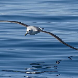 Shy Albatross water slicing Pt Fairy.jpg