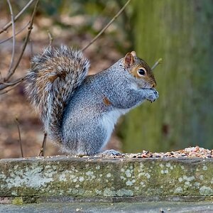 squirrel 2015 5.jpg