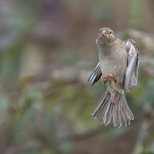 House-Sparrow-ROY-1A-6492-ARW.jpg