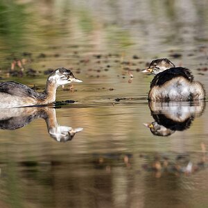 Australasian Grebes imm (5).jpg