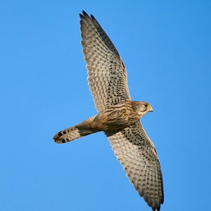 kestrel 2023 658.jpg