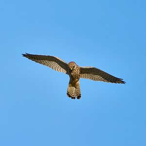 kestrel 2023 657.jpg