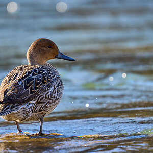 Northern Pintail - Brandywine - 02052024 - 04.jpg